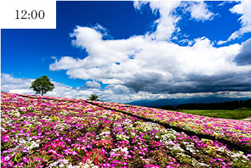 四季折々の彩りに包まれるくじゅう花公園。